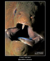   Moray Cleaner Wrasse taken G10 Epoque ES350 strobe. ES-350 ES 350 strobe  